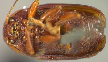 Media type: image;   Entomology 8397 Aspect: habitus ventral view